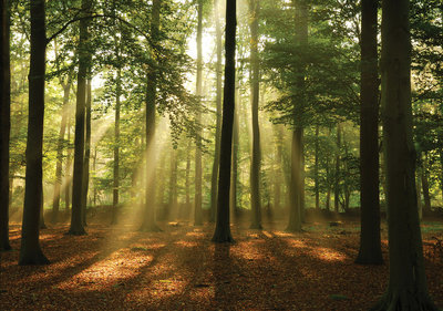 Bos Zonnestralen - VLIES - Fotobehang XXXL - 368 x 254 cm