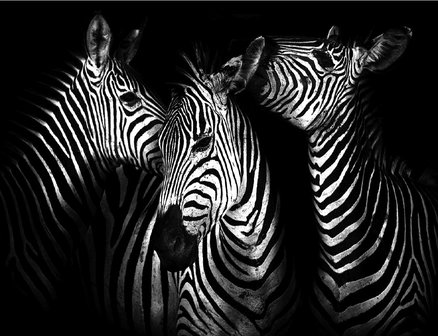 Zebra&#039;s behang XXXL - 368 x 254 cm