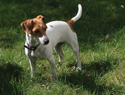 Jack Russell - Terri&euml;r behang XXXL - 368 x 254 cm