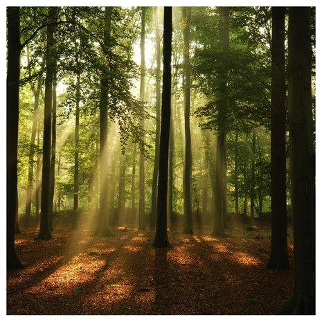 Bos Zonnestralen - VLIES - Fotobehang XXXL - 368 x 254 cm