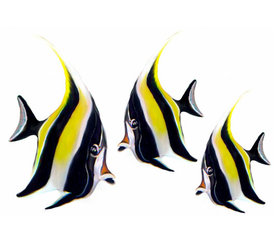 Maanvisjes (set van 3)