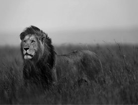 Leeuw behang XXXL (zwart/wit) - 368 x 254 cm